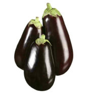 Round Eggplant /EA