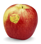 Ambrosia Apple / KG