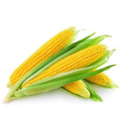 Sweet Corn / EA