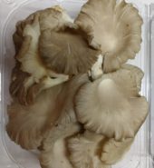 Oyster Mushroom 500G / Pack