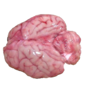 Pork Brain / Pack